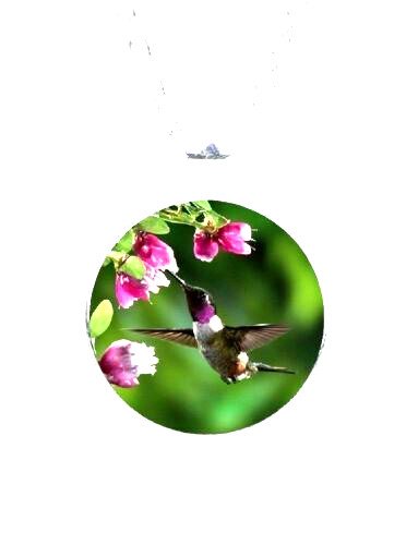 HUMINGBIRD BIRD Pendant Sterling 925 Silver 20″ Necklace jewelry gift women men