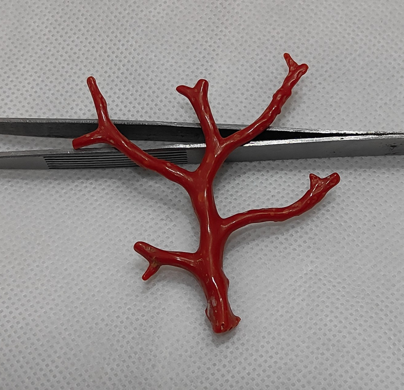 Red Coral Well Polished Tree Branch Rough, Italian Sea Red Coral Loose Tree Reef