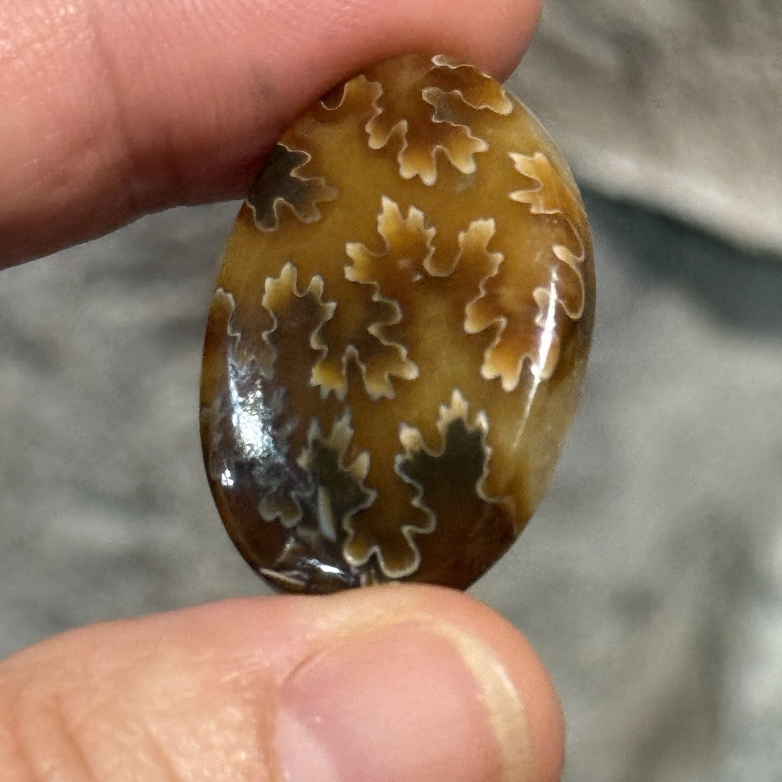 33ct 30×20.6×5.8mm Fine Ammonite Fossil Oval Cabochon Gemstone