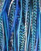 Feathers for Hair Extension 5-7 True Blues & Grizzly Genuine Rooster Feathers fo