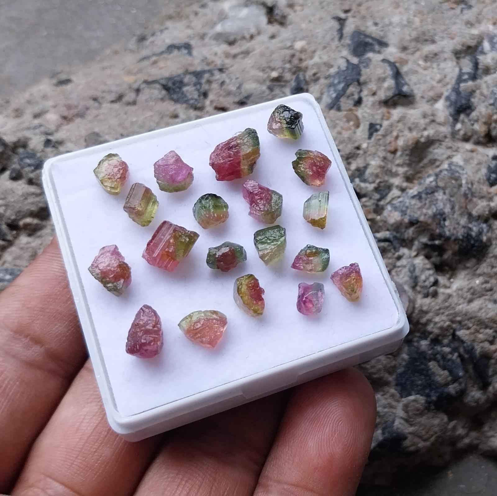 25.5 Ct 4 to 9 MM Natural Watermelon Bi-Color Tourmaline Raw Rough 19 Piece Lot