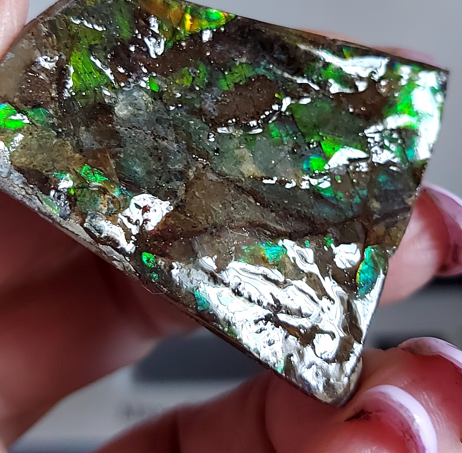 Ammolite Ammonite tabletop Display Piece 45.4×39.2x21mm 2843