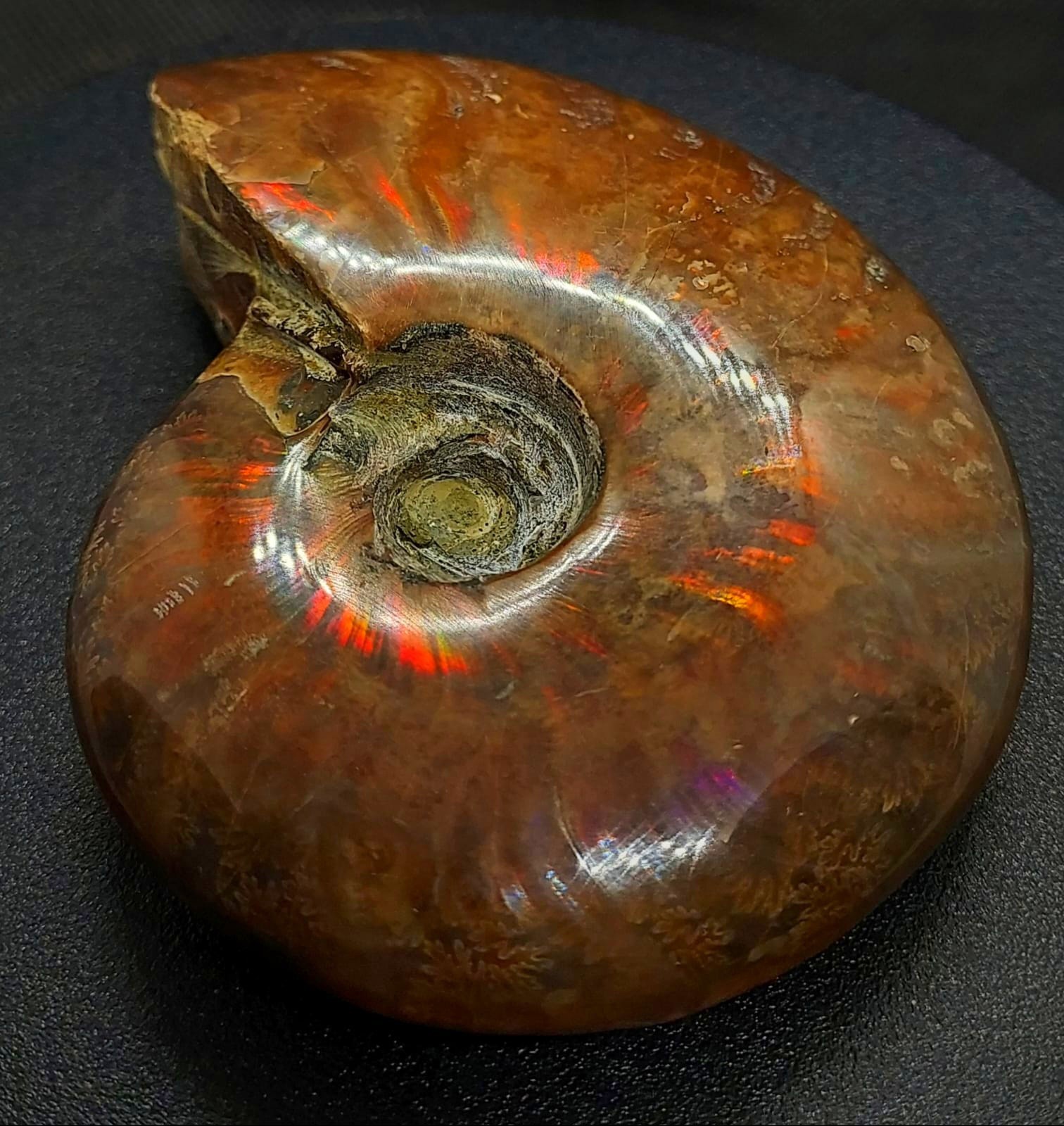 Huge 885ct Opalized Ammonite Natural Ammolite Specimen Fossil fossilized Luck