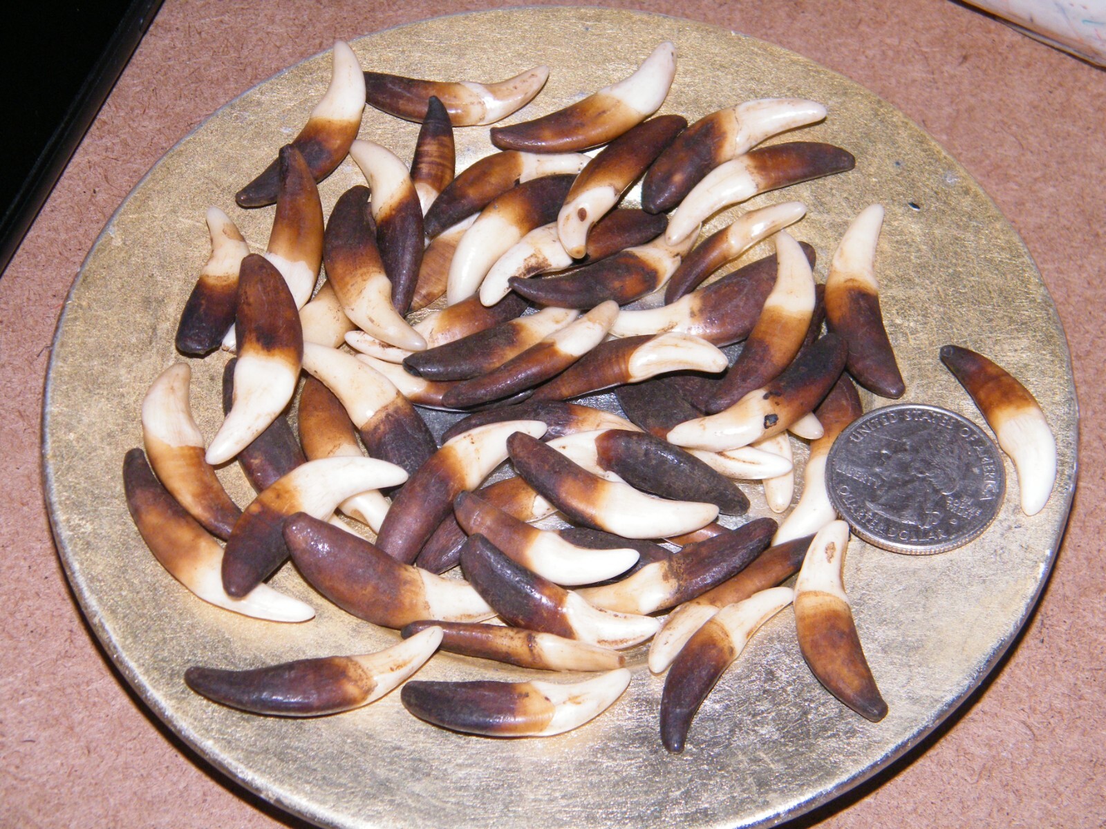 Lot of 25 COYOTE TEETH Mini Brown Premium TOOTH Between 1″ & 1 1/8″ w/Holes