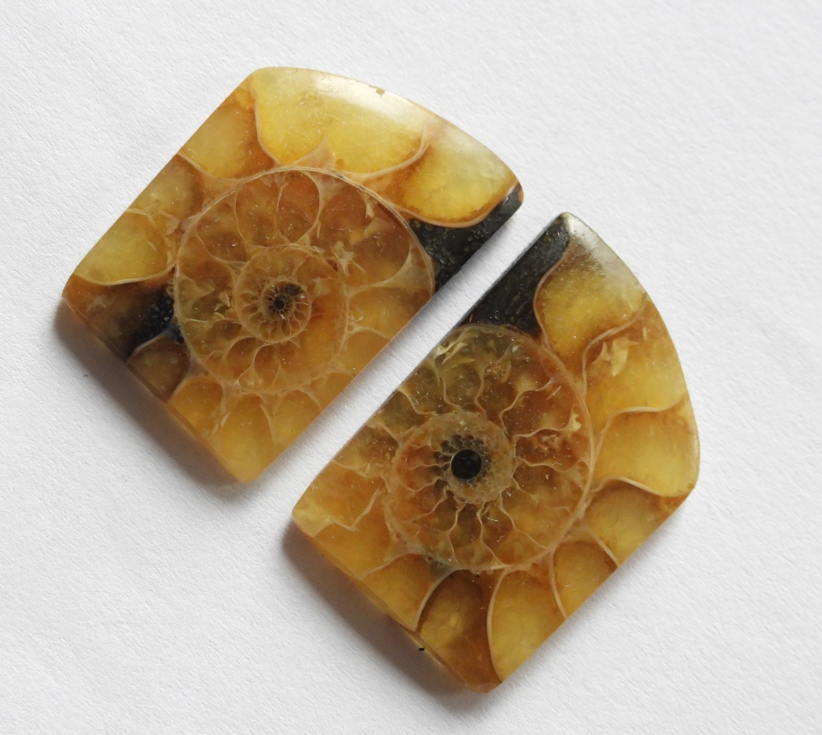 23.80 Ct Natural Ammonite (22.5mm X 15.4mm each) Cabochon Loose Match Pair