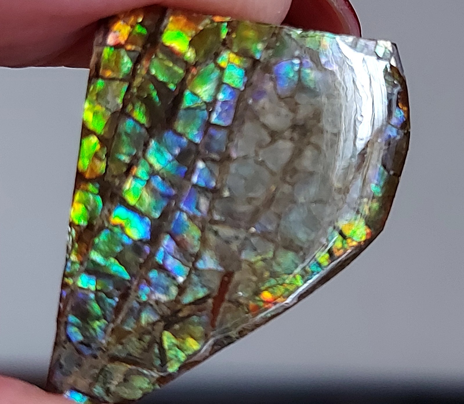 Ammolite Ammonite tabletop Coated Stone 28x12x14.2mm 362