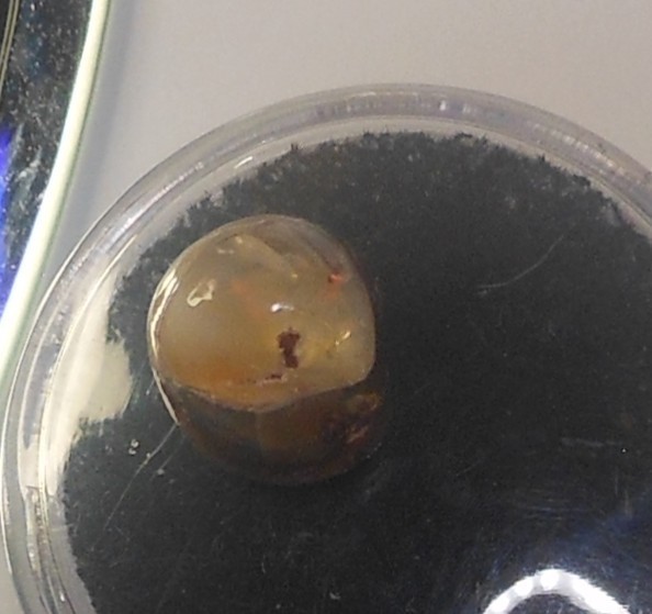 4.90ct Mexican Fire Opal