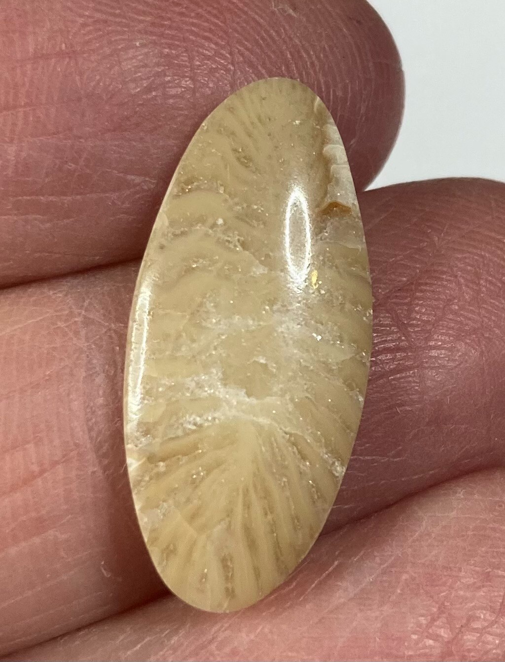 4+ Unlabeled Cabochons approx. 24 X 16 X 3 mm CC-87
