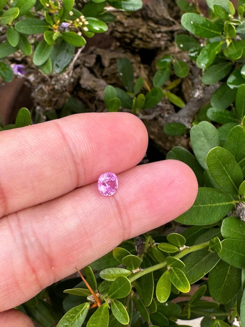 Certified 1.06cts Eye clean Untreated Natural Purplish Pink Milky Sapphire