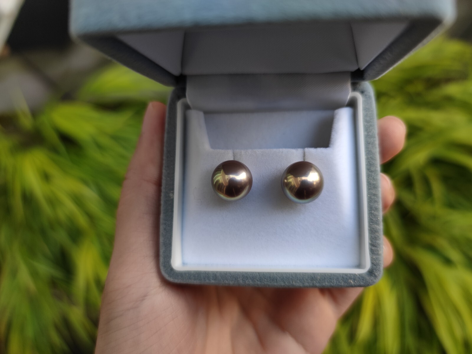 Natural Metallic Freshwater Pearl Earrings – 11.3mm Pearls, High Luster