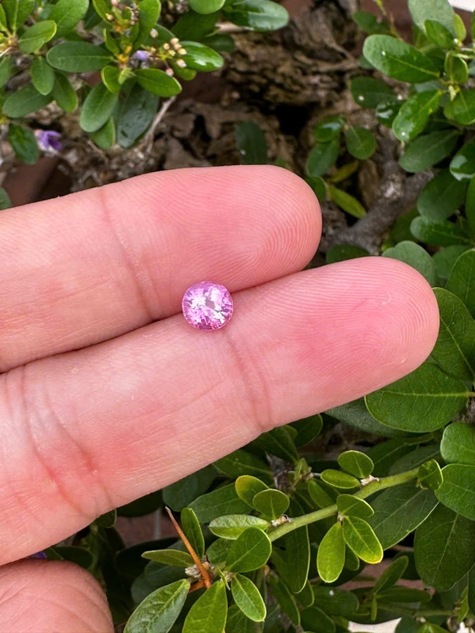 Certified 1.06cts Eye clean Untreated Natural Purplish Pink Milky Sapphire