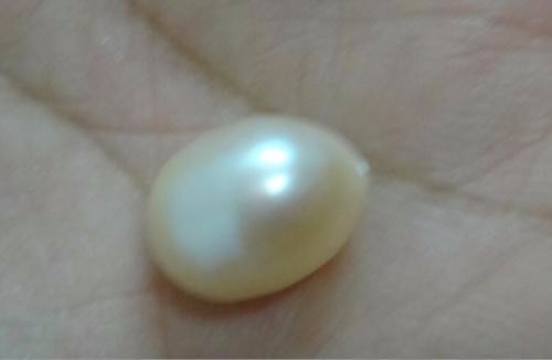 Valued Huge Natural 13×10.6mm genuine gold loose pearl great luster
