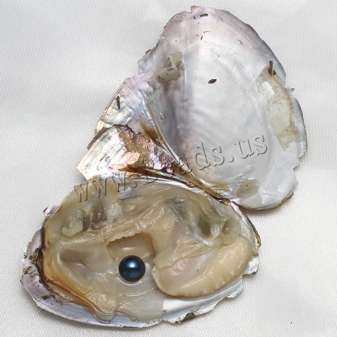 Real Pearl Bulk w/Large Pearls 10PCS Bulk Natural Freshwater Akoya Pearl Oysters