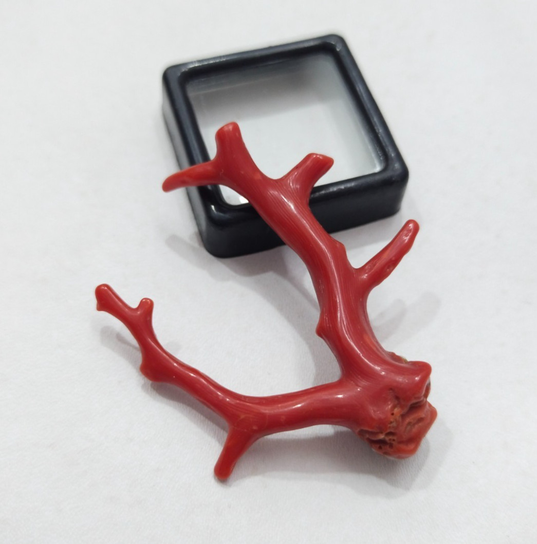 26 CRT Italian Red Coral Tree Branch, Mediterranean Sea Red Coral Well Polished