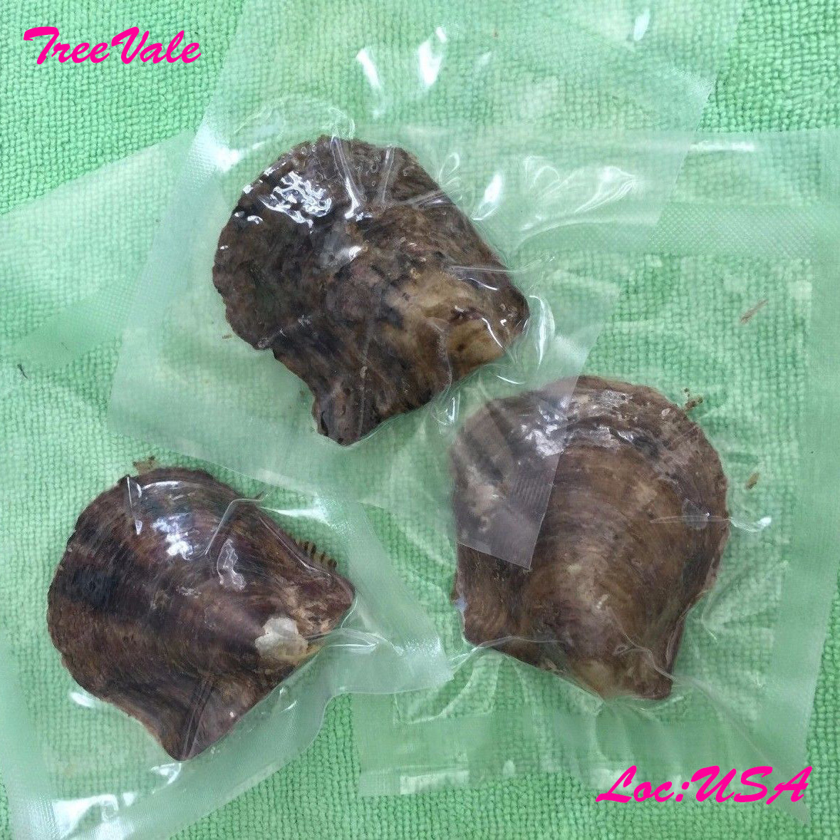 Three Individually Wrapped Akoya Oysters with Large Pearls