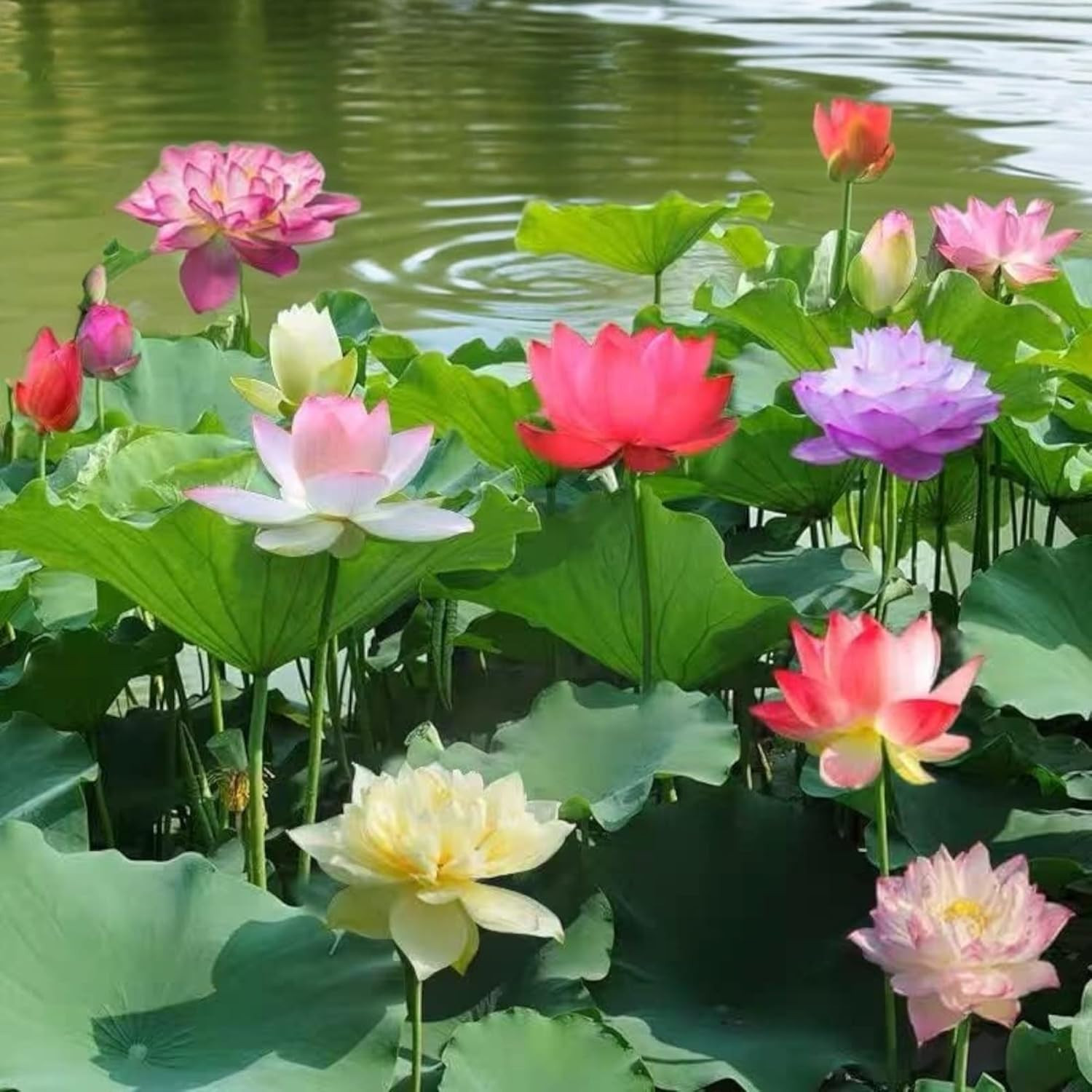 15Pcs Mixed Pink, Red & Green Color Bowl Lotus Seeds for Planting Beautiful Wate