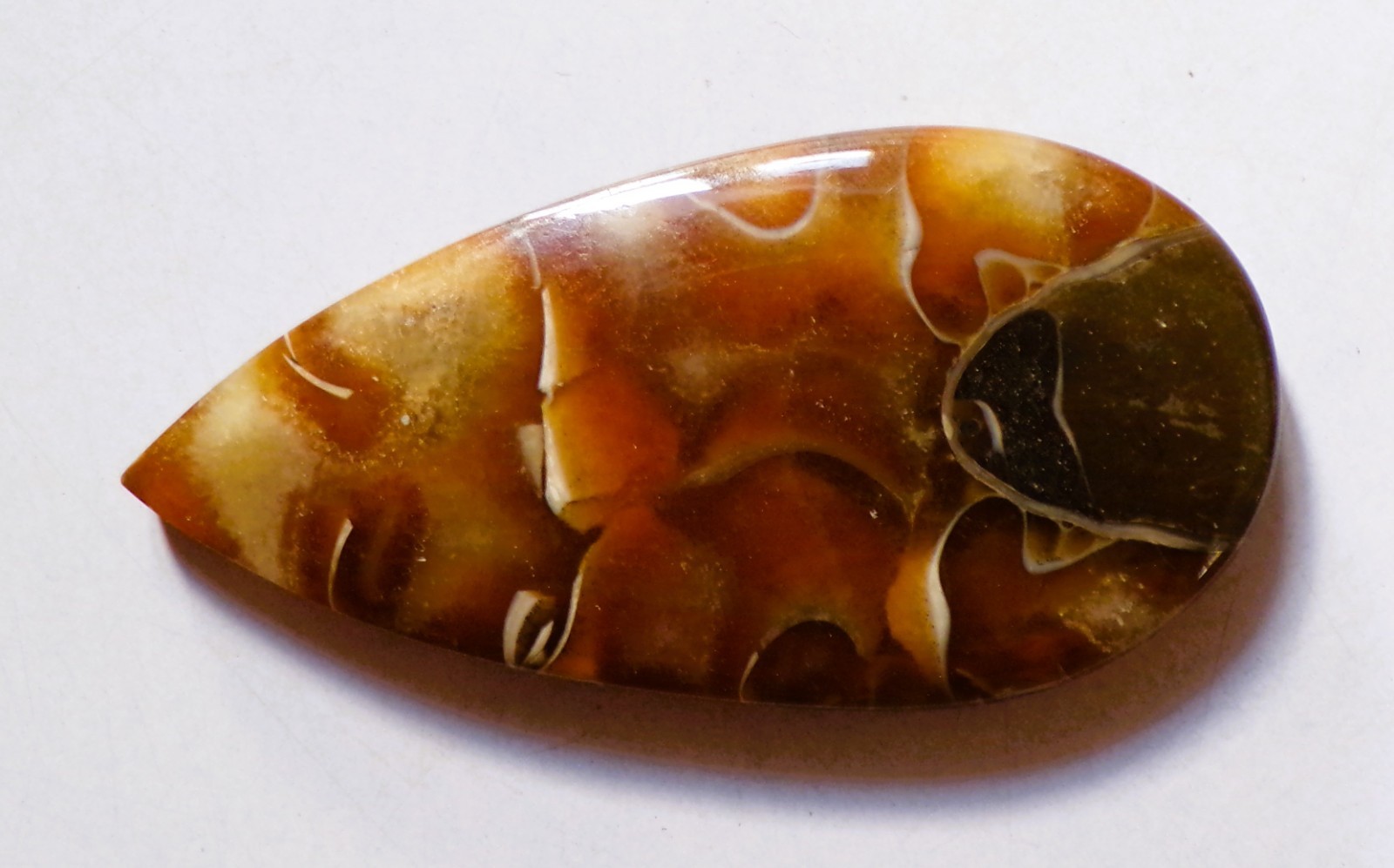 101.60 Cts Natural Ammonite Cabochon Loose Gemstone 58.4X29X7MM