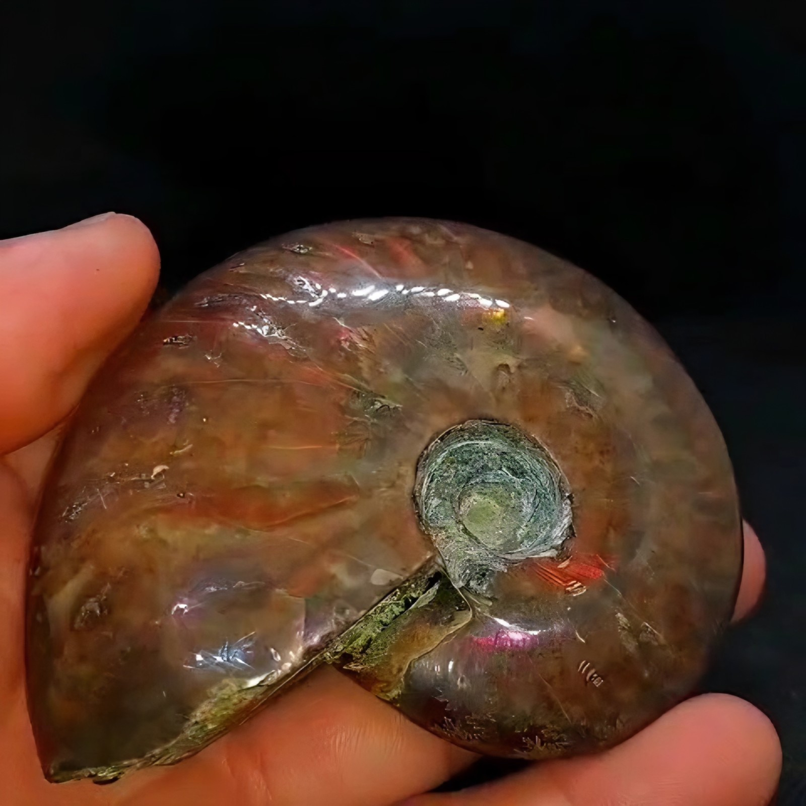 Huge 885ct Opalized Ammonite Natural Ammolite Specimen Fossil fossilized Luck