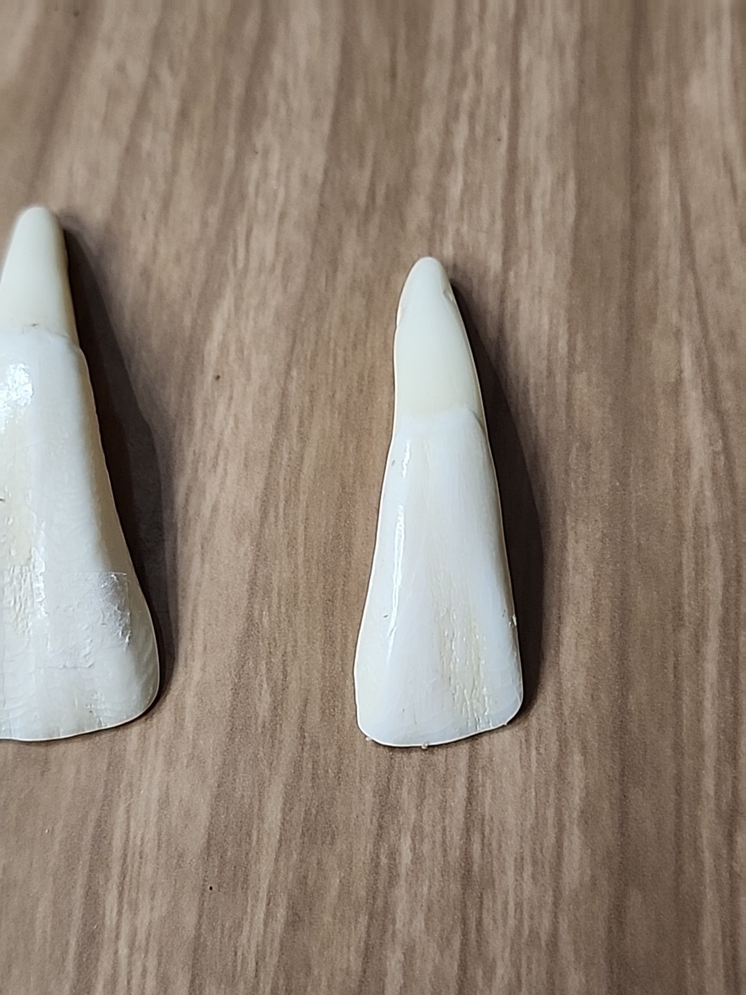 Pair of Genuine Buffalo Teeth Drilled Holes For Jewelry Approximatly 2 Inches
