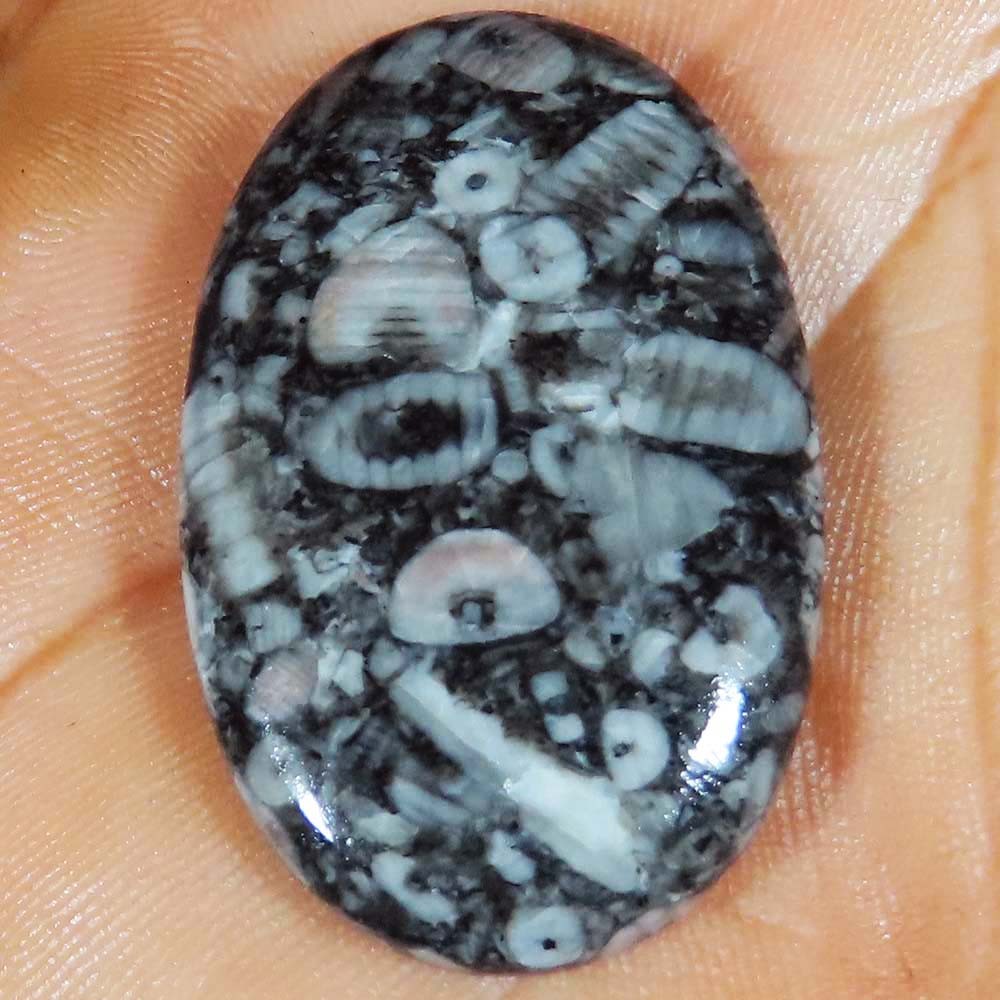 natural CRINOID FOSSIL oval Opaque loose gemstone 51.60 Carat. (26x42x04 mm)