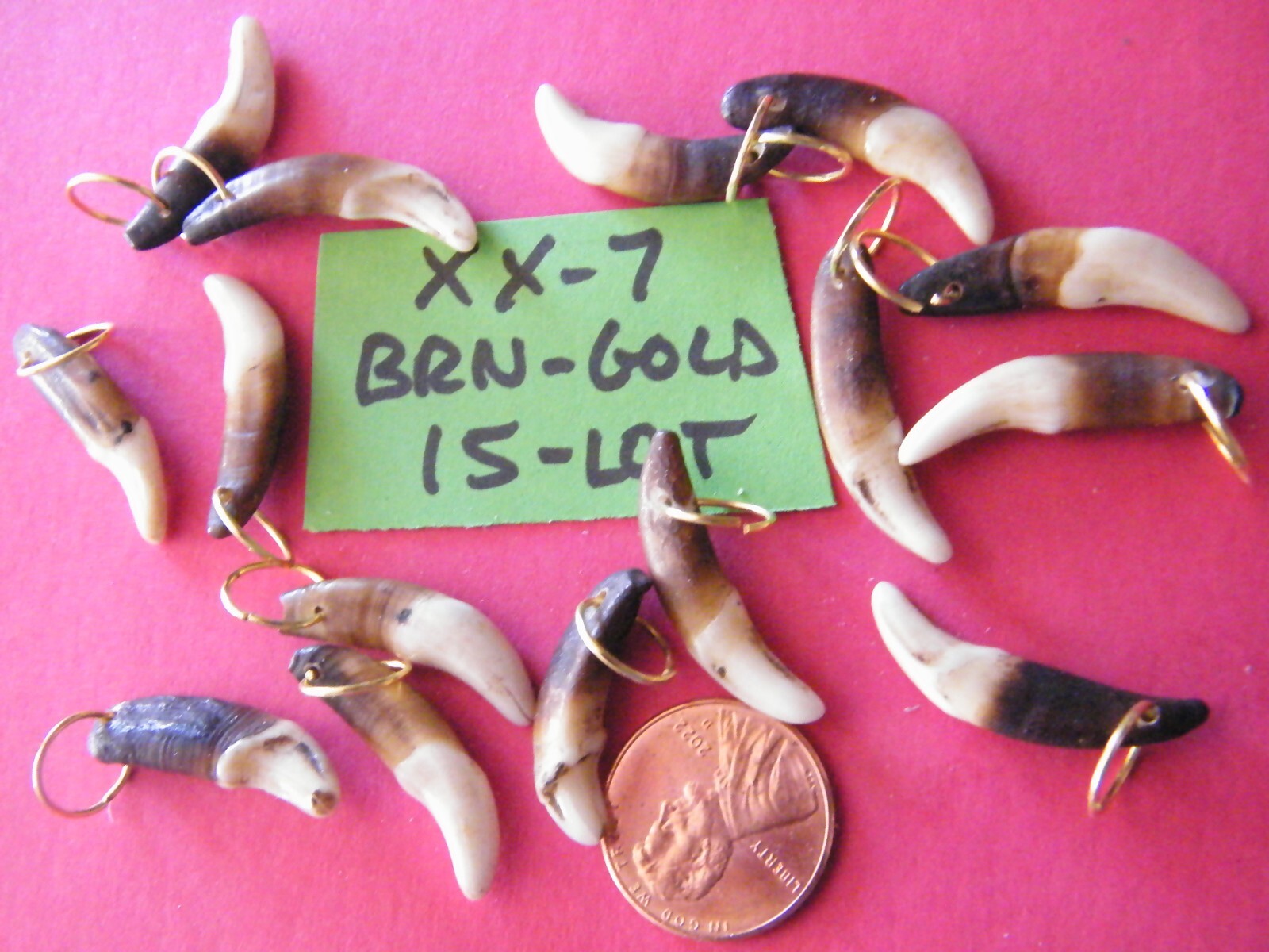 Lot of 15 COYOTE TEETH BROWN Colors Genuine TOOTH w/ Gold Rings 1″- 1 1/8″ NEW!