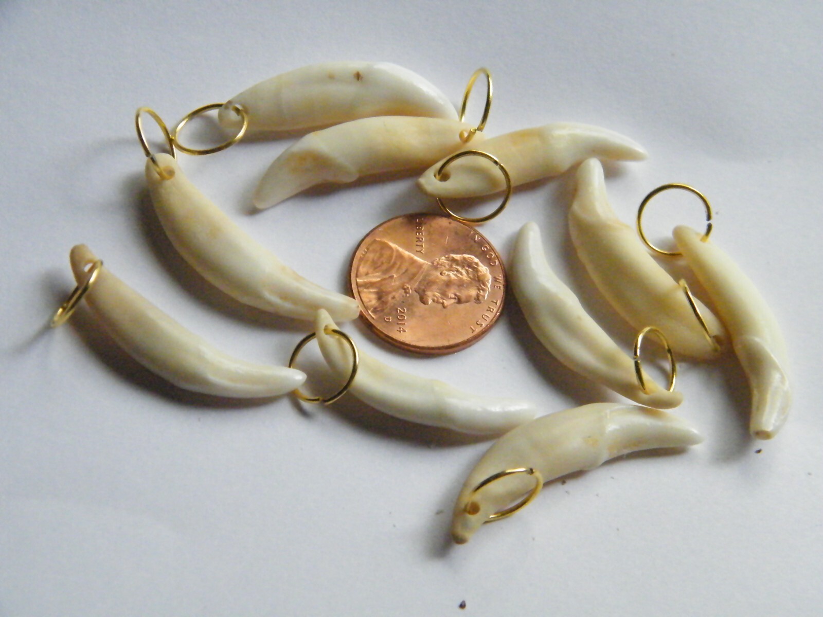 Lot of 15 COYOTE Teeth 10 Brown +5 White Eru 1″- 1 1/8″ +Rings Real Tooth NEW!
