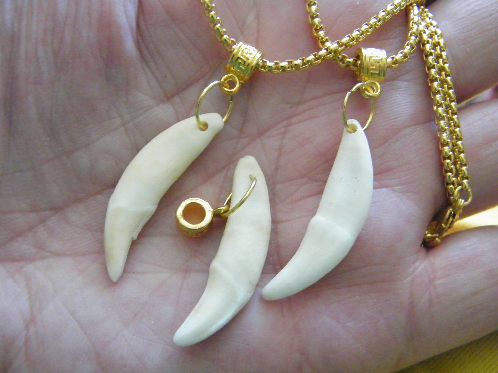 COYOTE Tooth Necklace 1 1/2″ White REAL Teeth 18kt Gold Plate Box 25″ Chain NEW!