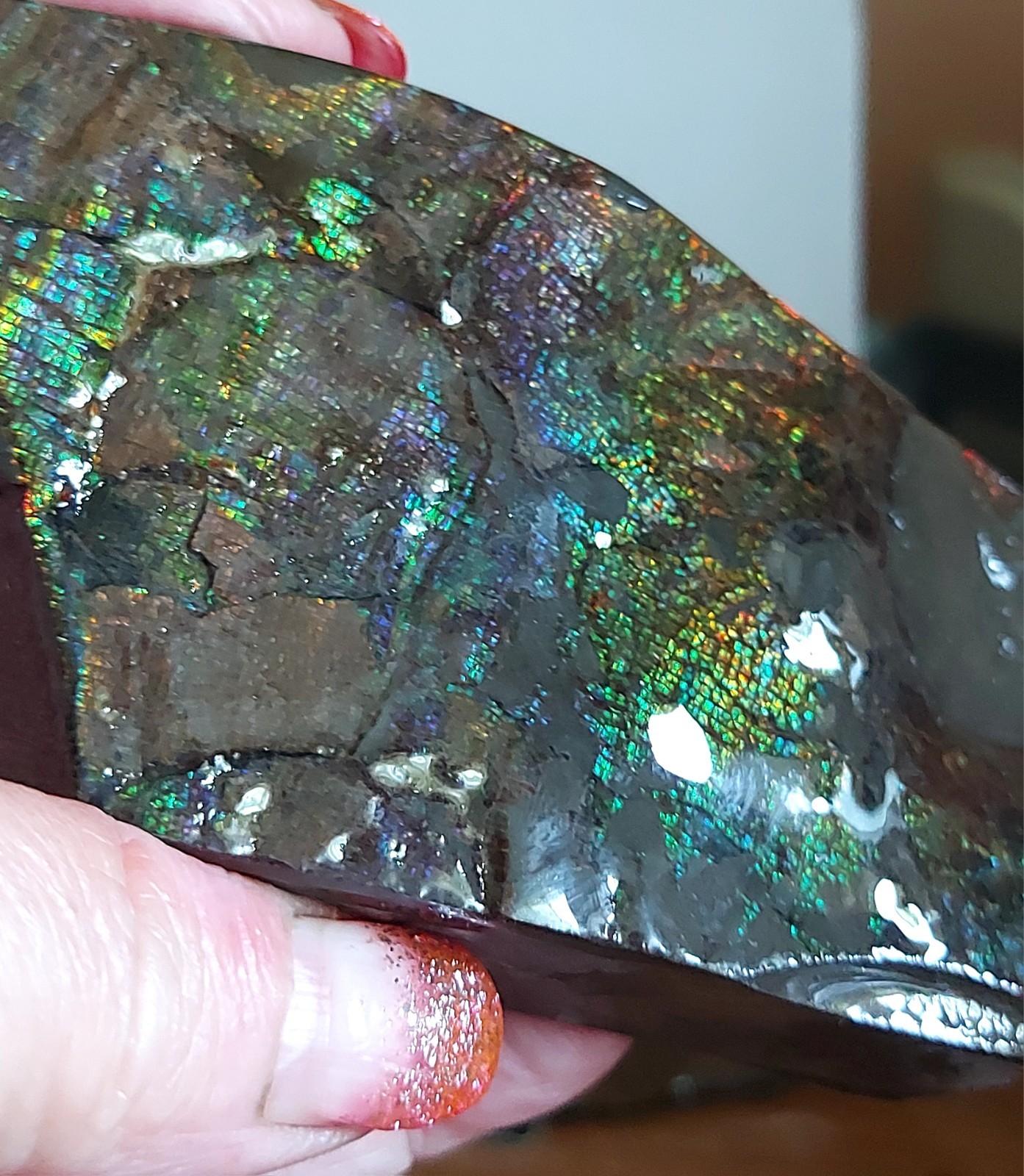 Ammolite Ammonite tabletop Piece Display 104.5x58x23.6mm 5805