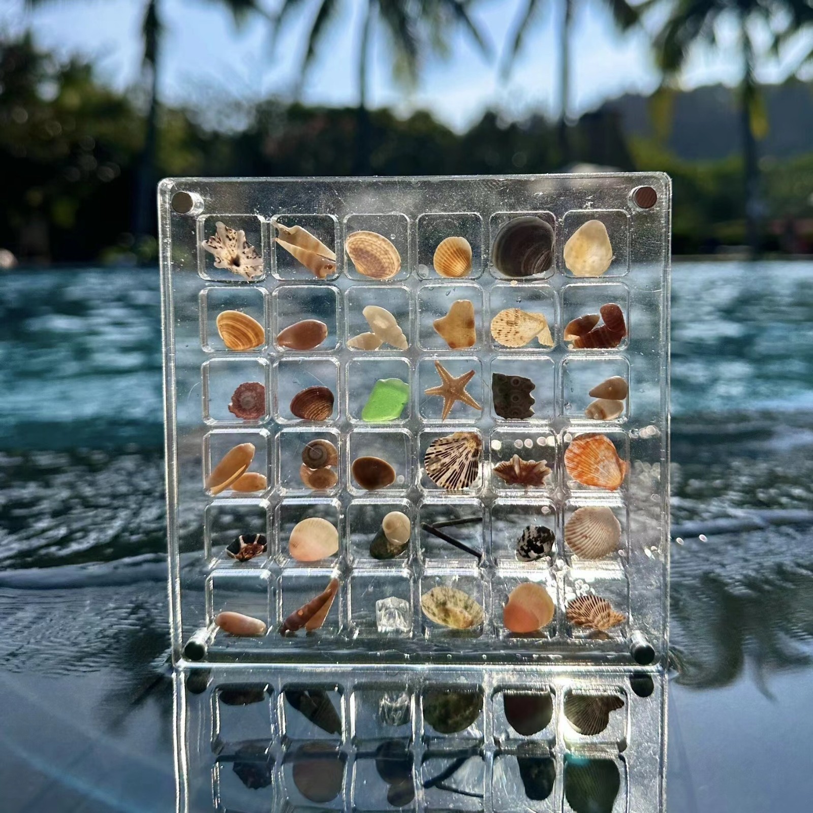 36 Grid Acrylic Seashell Display Box Magnetic Organizer for Beads Jewelry Nails