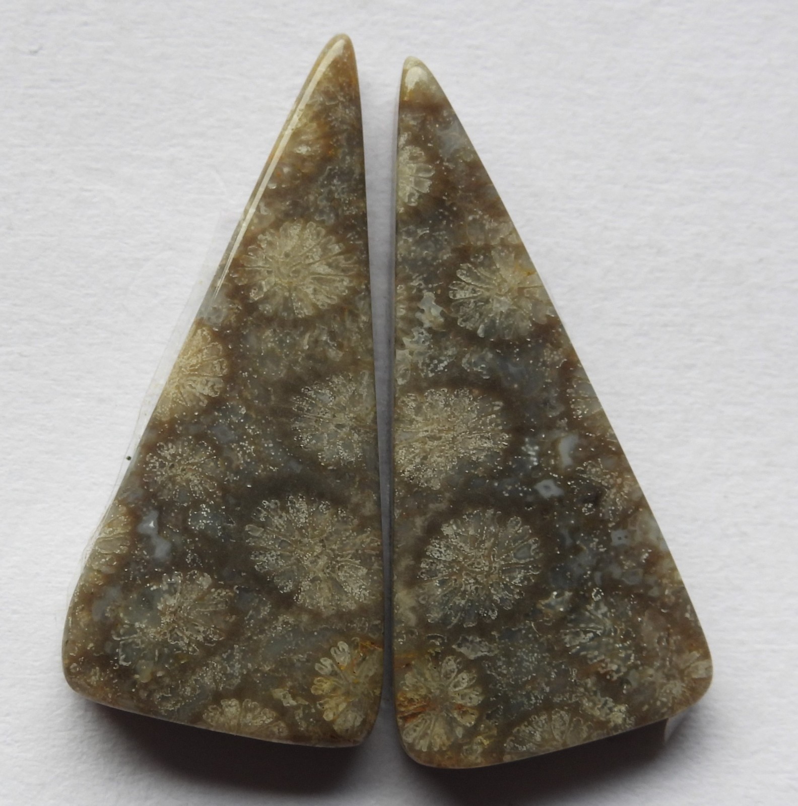 21.25 Ct Natural Fossil Coral (28mm X 12.7mm each) Cabochon Loose Match Pair