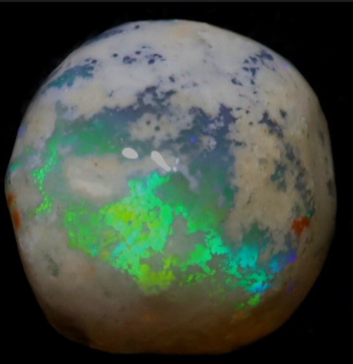 1.54Ct Opalized Yabby Button Fossil Spectacular Piece Lightning Ridge Hyper Rare