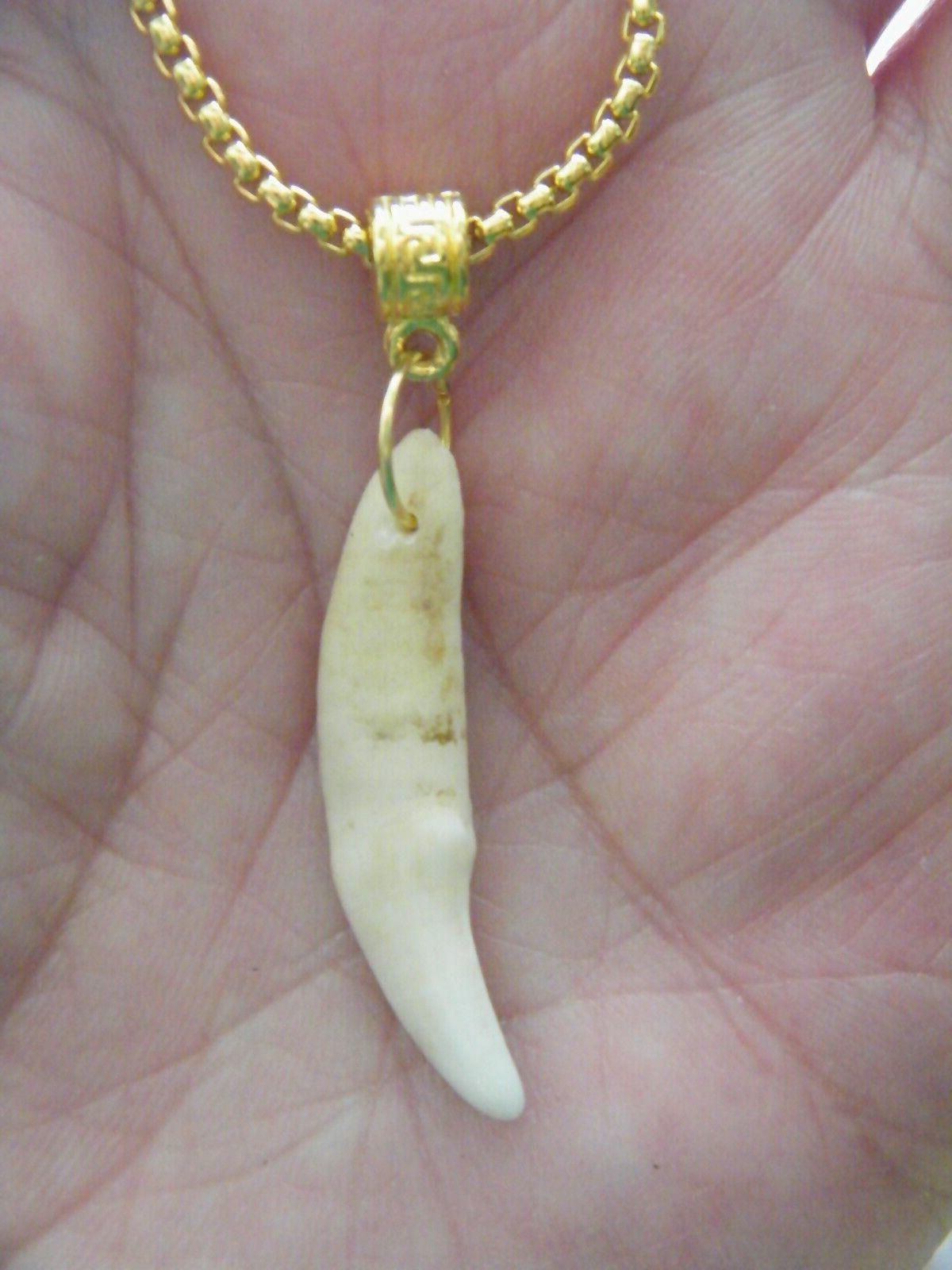 COYOTE Tooth Necklace 1 1/2″ White REAL Teeth 18kt Gold Plate Box 25″ Chain NEW!