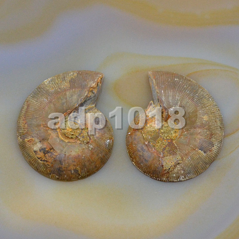 Natural Pair Slice Iridescent Ammonite Fossil Split Polished Madagascar Nopunch