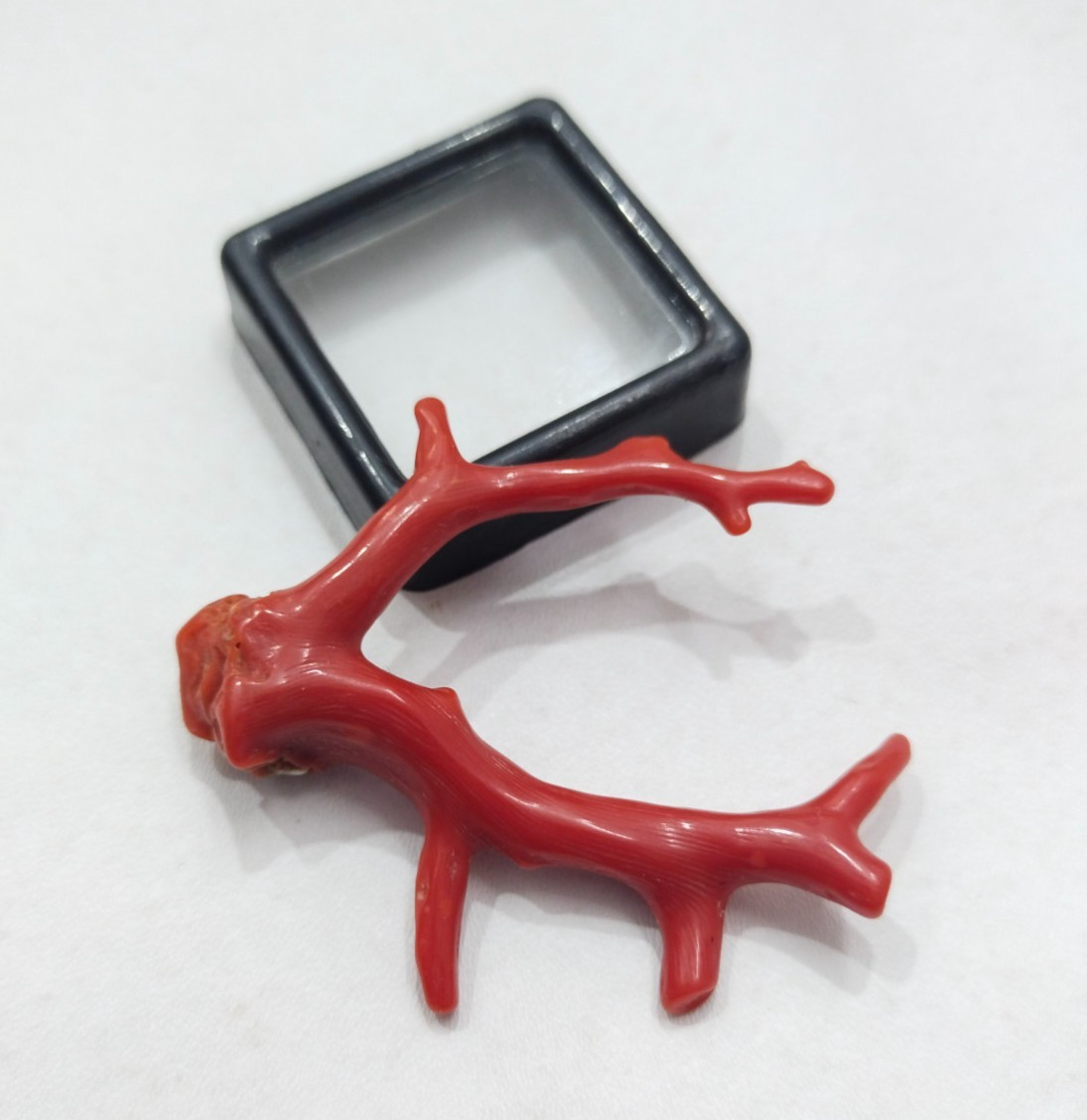 26 CRT Italian Red Coral Tree Branch, Mediterranean Sea Red Coral Well Polished