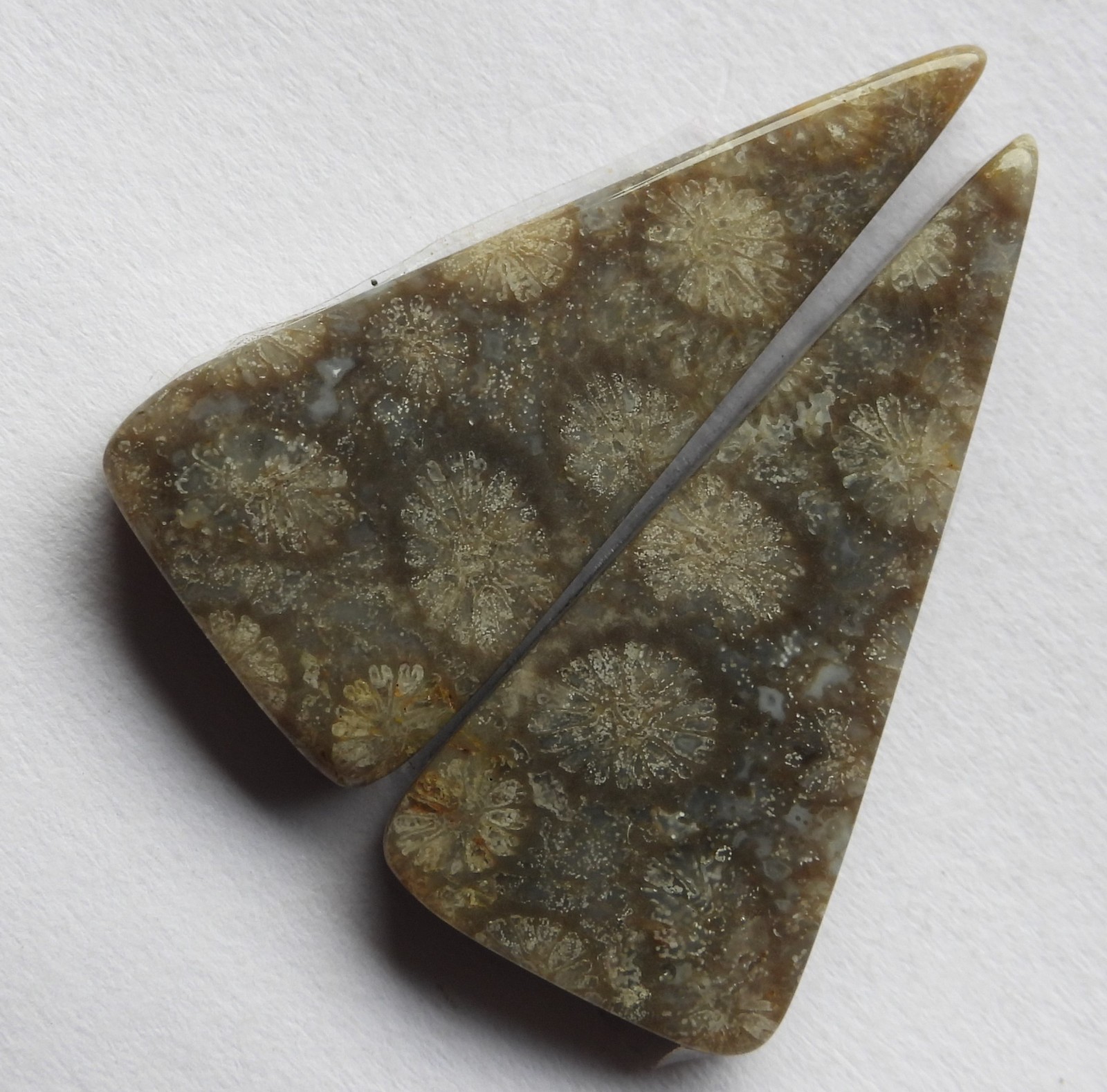 21.25 Ct Natural Fossil Coral (28mm X 12.7mm each) Cabochon Loose Match Pair