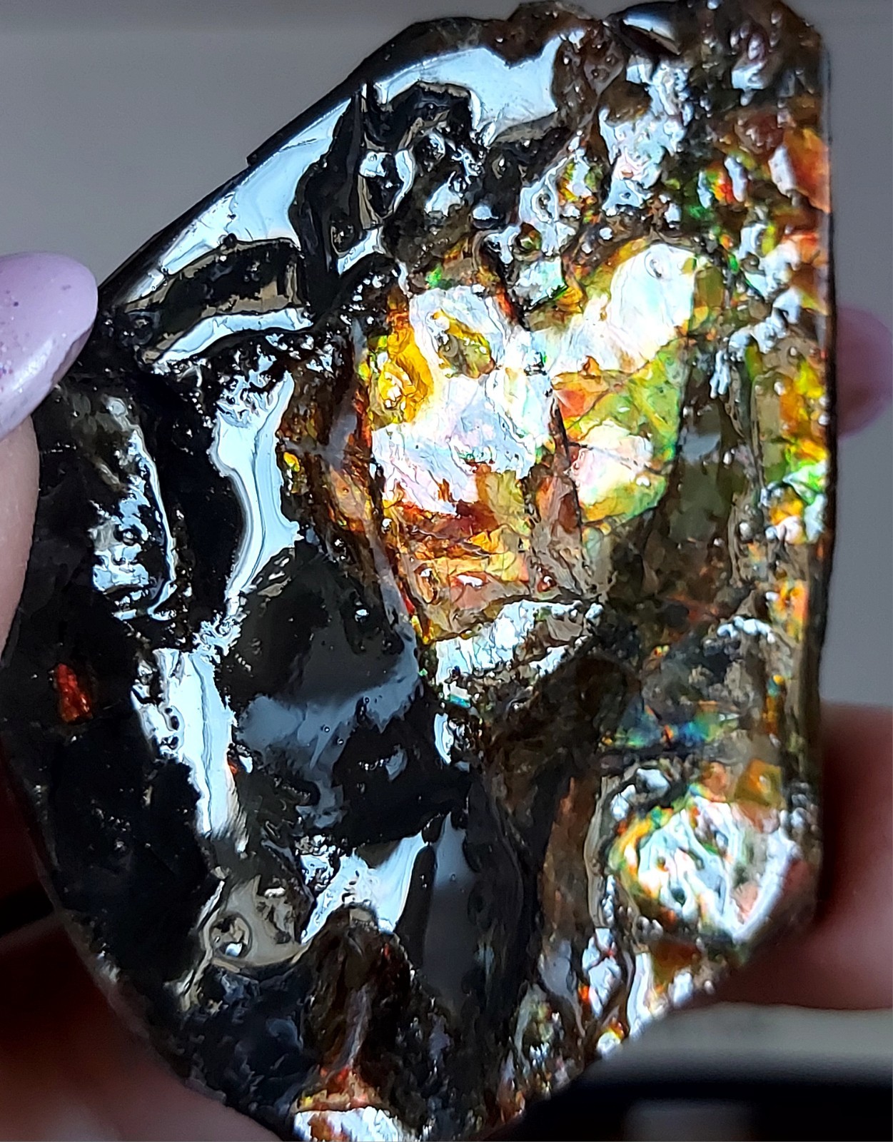 Ammolite Ammonite tabletop Display Piece 51×53.2×14.7mm 3186
