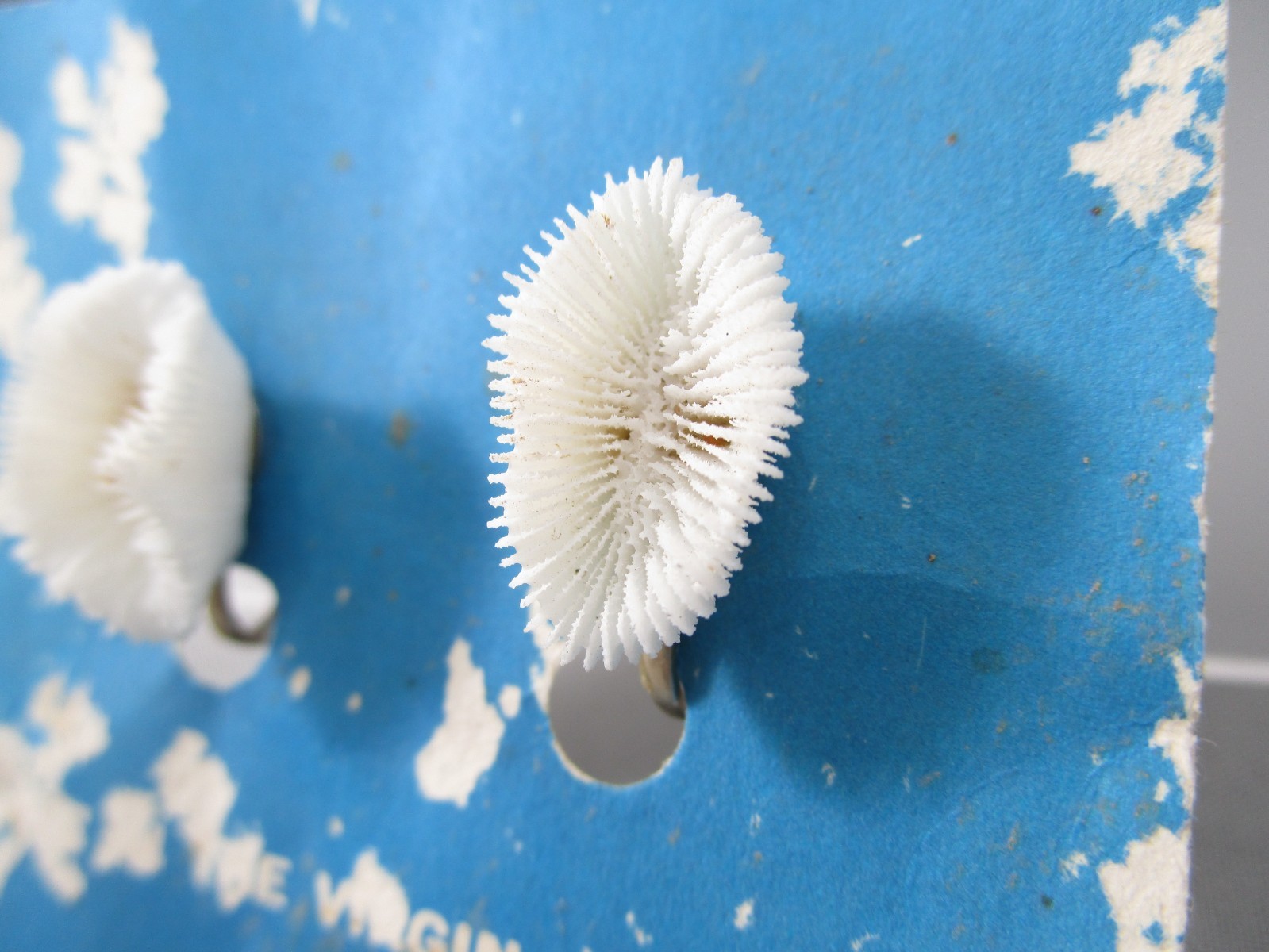 NOS Vintage Tourist Virgin Island Shell Screw back Earrings 164B