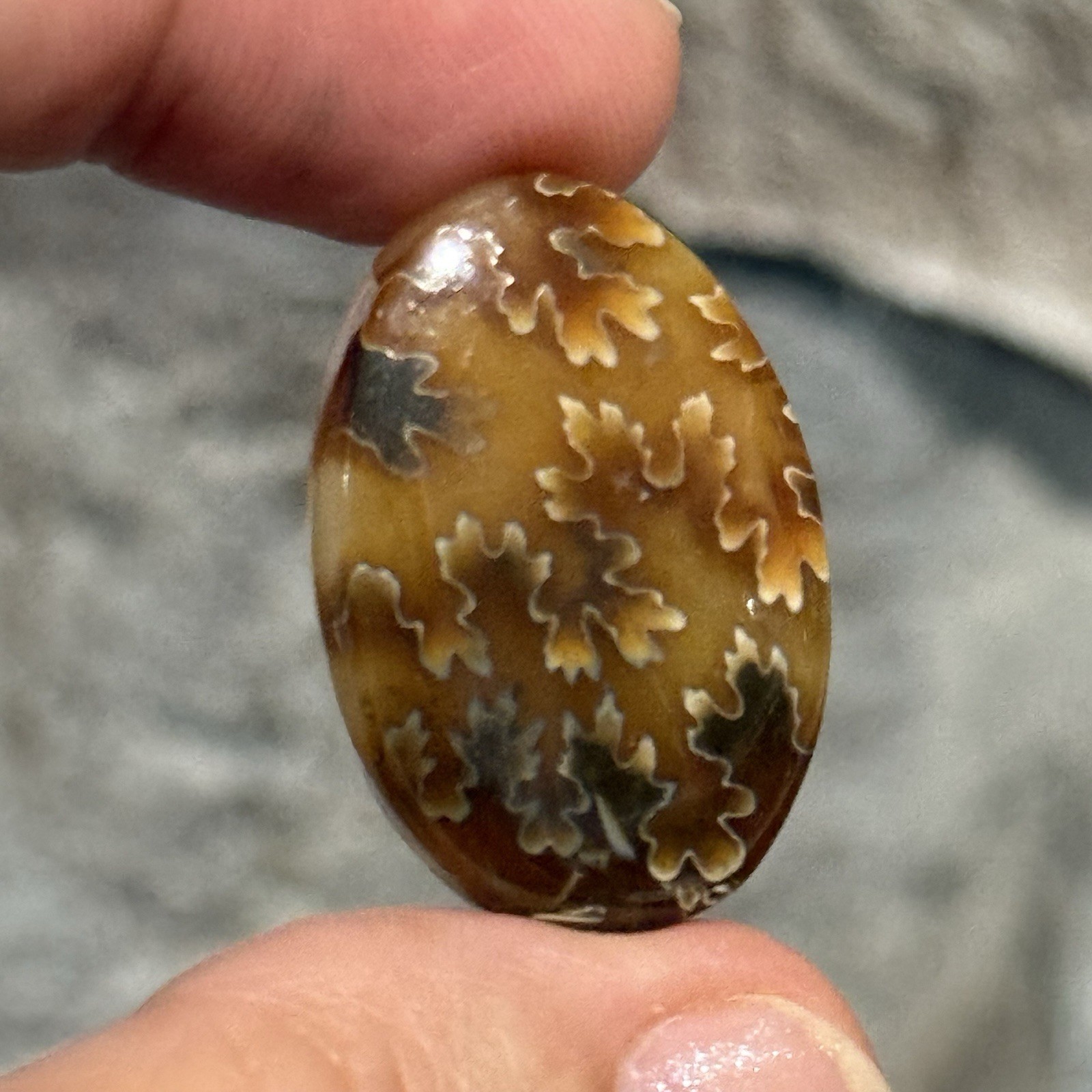 33ct 30×20.6×5.8mm Fine Ammonite Fossil Oval Cabochon Gemstone