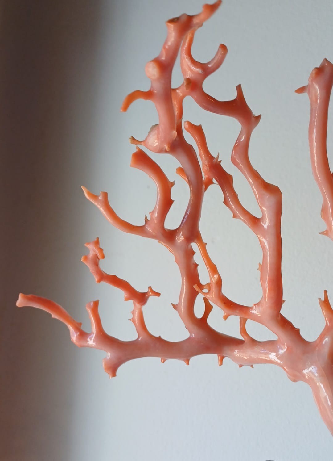ANTIQUE CORAL BRANCH WITH GILDED WOODEN BASE