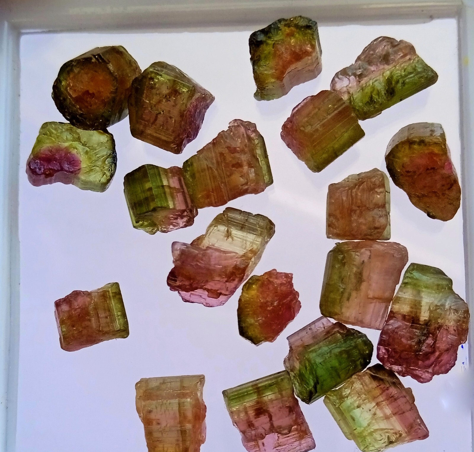 39 Carat Natural Watermelon Bi-Unique Amazing Color Tourmaline Rough 19 Pcs Lot