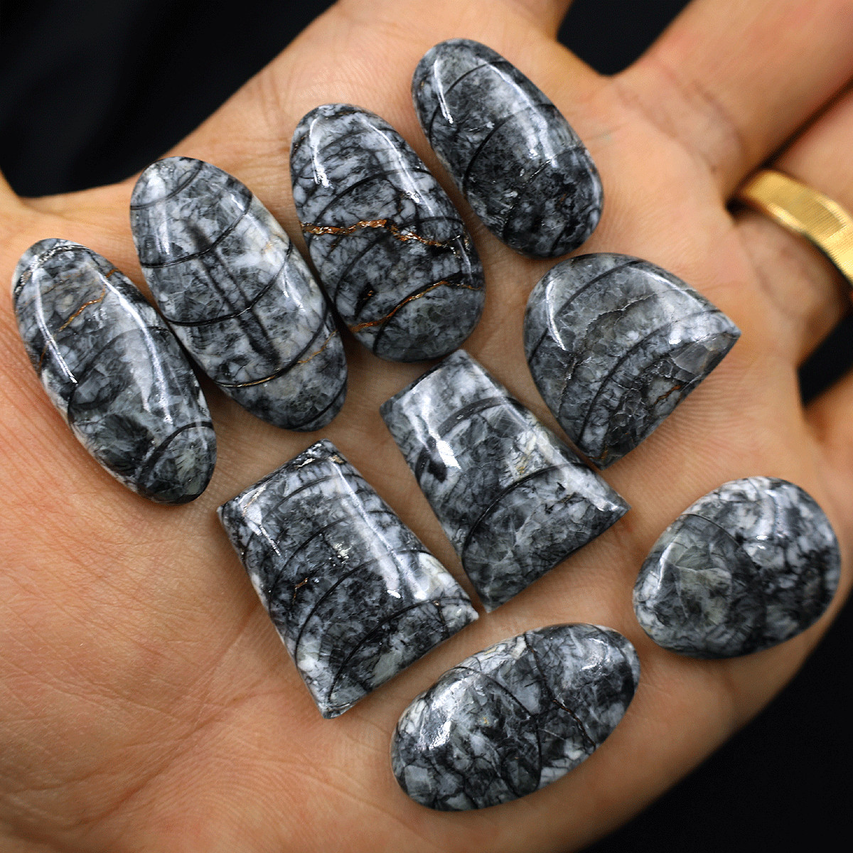9 PC Natural Orthoceras Fossil Cabochon 19.5mm-32.4mm High Quality Gemstones Lot