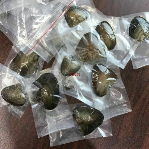 1/5/10/25/100pcs DIY Individually Wrapped Oysters with Large Pearls Gift 7-8MM