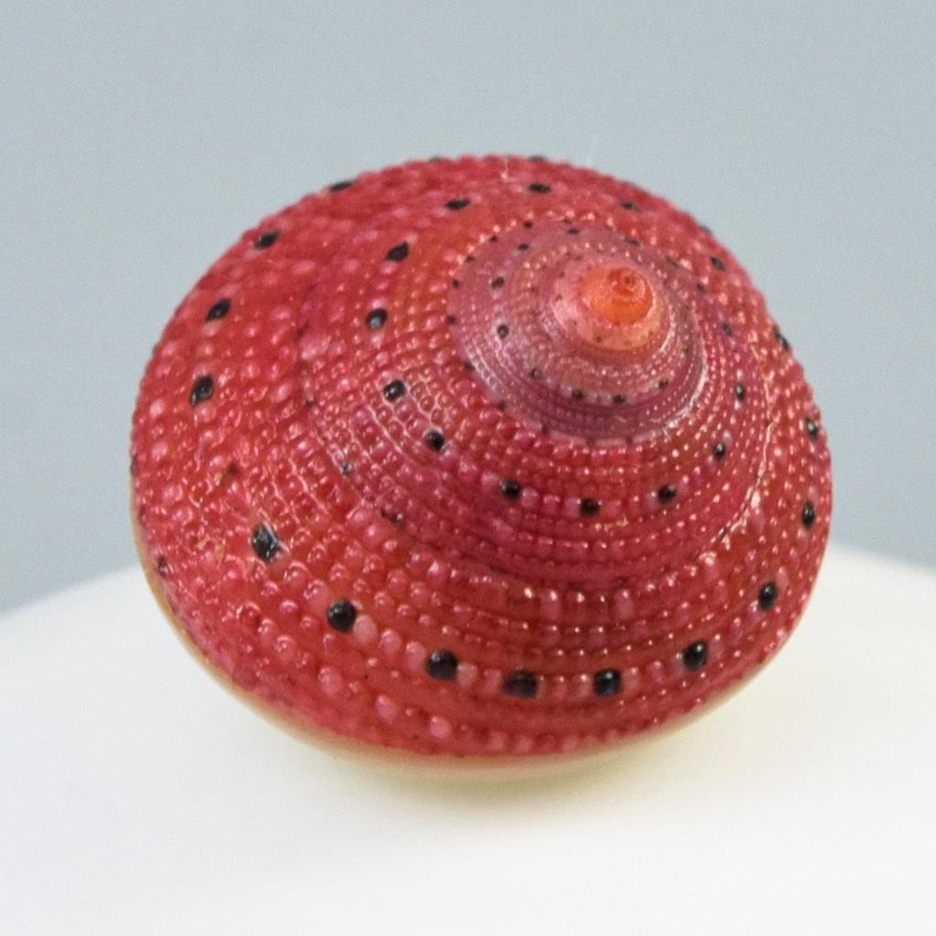 Rare Strawberry Top Shell Cabochon Red Clanculus puniceus | Jewelry Design 1.72g