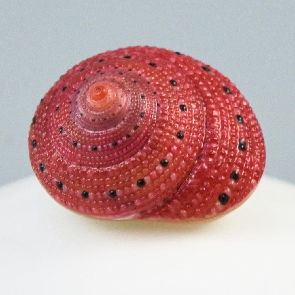 Rare Strawberry Top Shell Cabochon Red Clanculus puniceus | Jewelry Design 1.72g