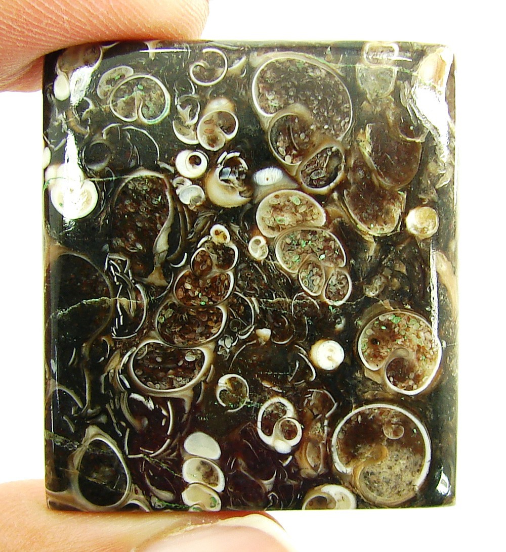 74.95 Ct Natural Turritella Agate Loose Gemstone Cabochon Wire Wrap Stone – 4288