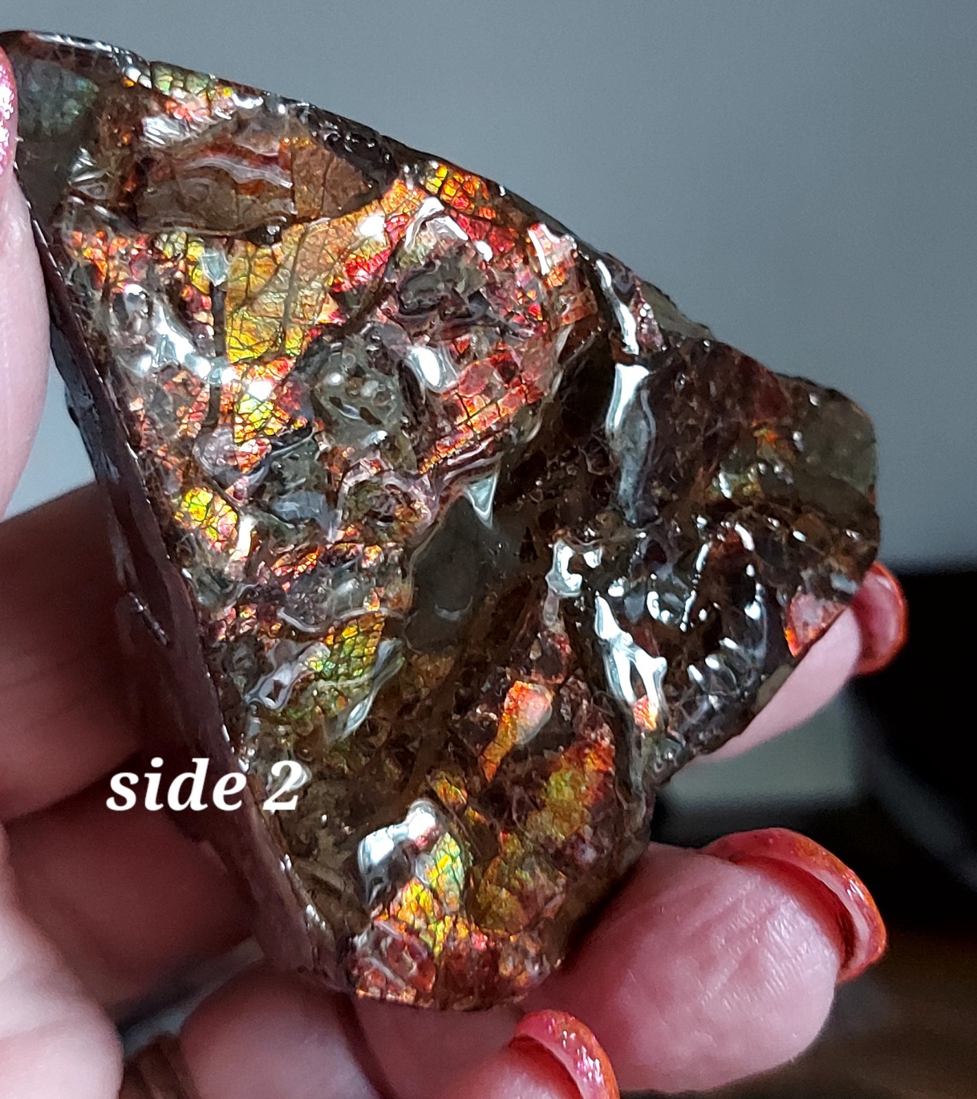 Ammolite Ammonite tabletop Display Piece Fossil Edge Piece 69x53x29.7mm 5179