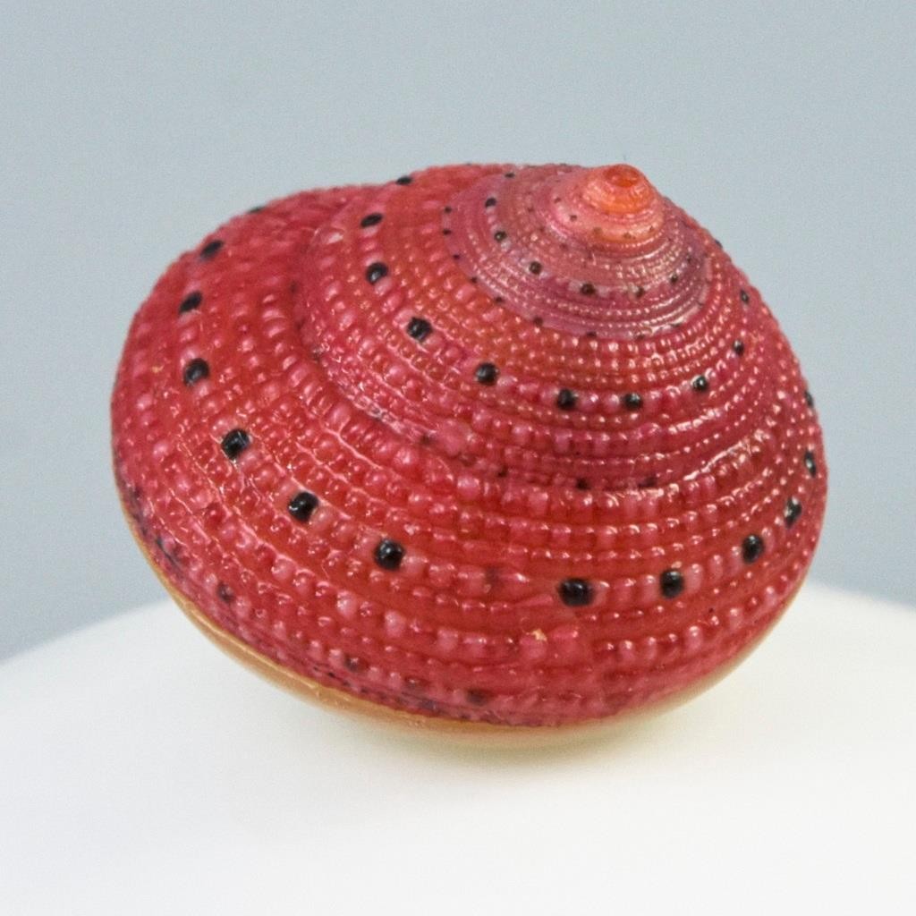 Rare Strawberry Top Shell Cabochon Red Clanculus puniceus | Jewelry Design 1.72g