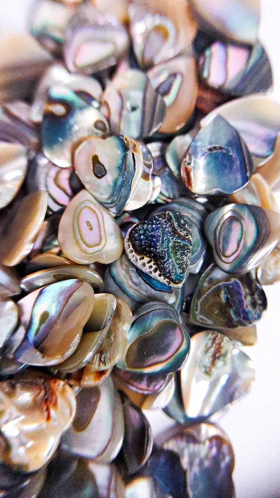 18 Abalone Cabochon HEART Shells (10×9 mm) Seashell Iridescent Paua Gemstone