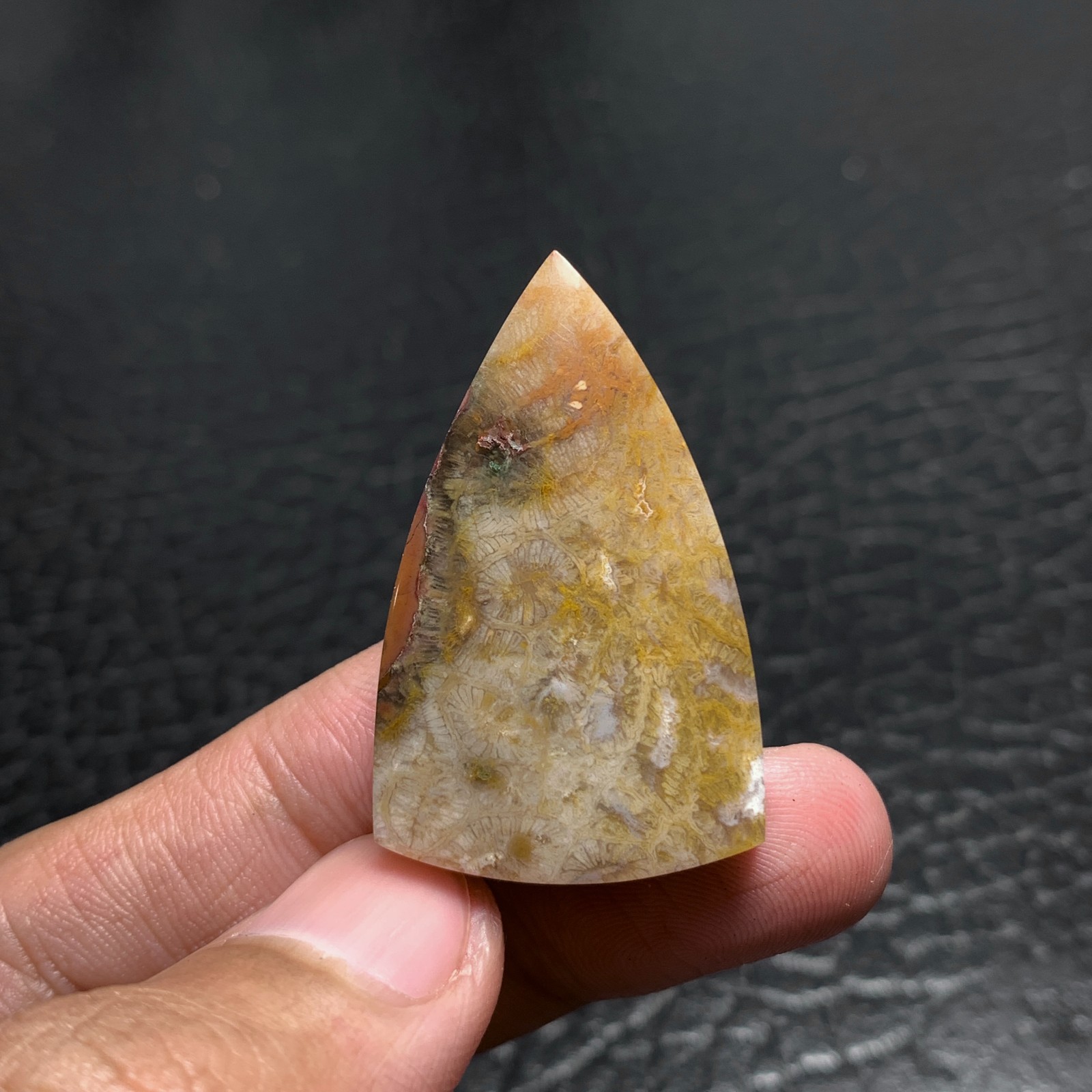 Coral Fossil Cabochon 36x22x6mm High Quality 38.5 ct