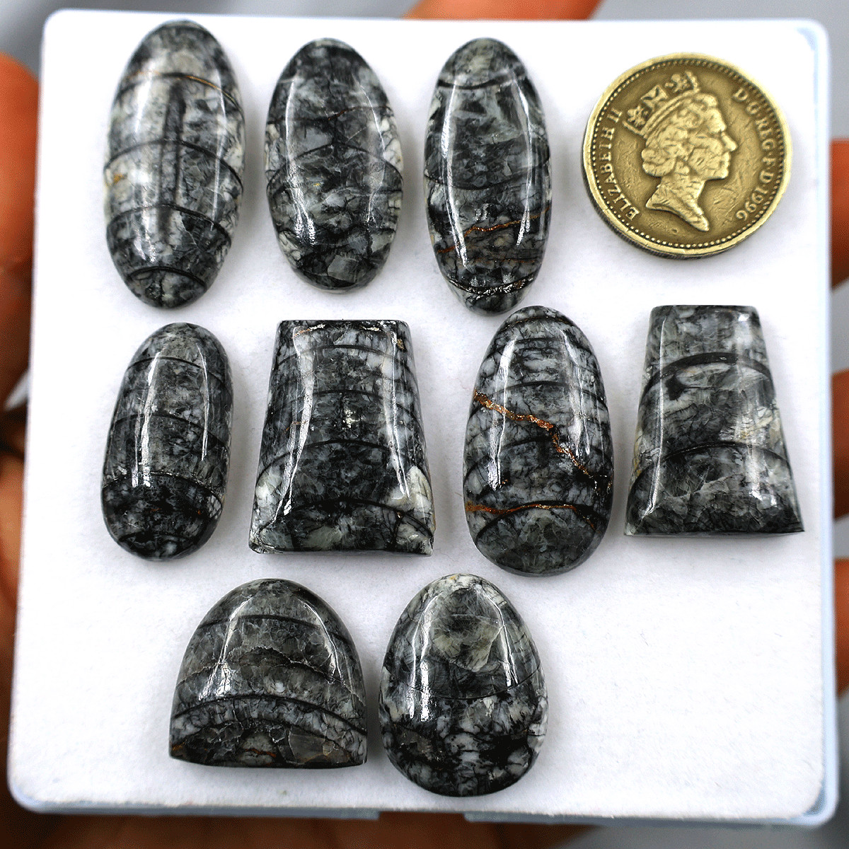 9 PC Natural Orthoceras Fossil Cabochon 19.5mm-32.4mm High Quality Gemstones Lot